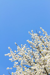 Blooming apple tree