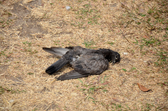 Pigeon bird dead