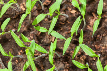 tomato seedlings plants