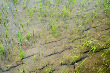 young rice are growing in the paddy field
