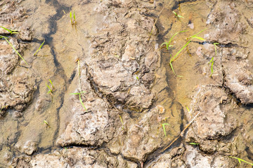 Cracked dry land with water