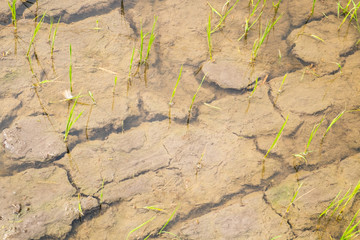 Cracked dry land with water