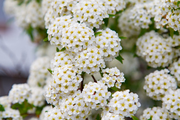 spring blooming guelder-rose shrub, round white flowers