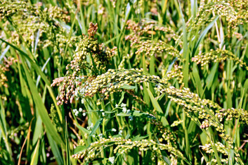 Millet stalks green of field