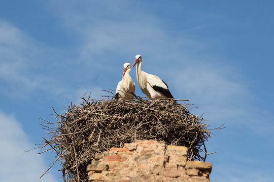 storks nesting in the ruins of the Islamic complex of the ancient Chellah in Rabat