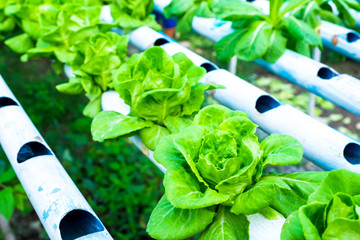 Hydroponic vegetable is planted in a garden.