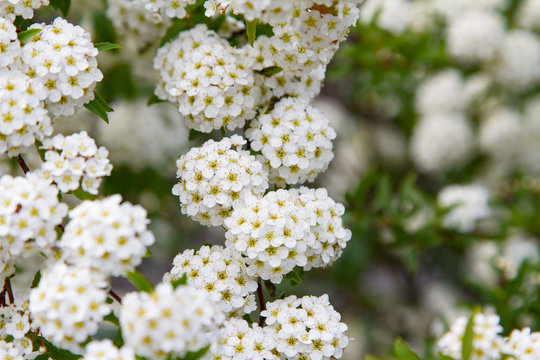 spring blooming guelder-rose shrub, round white flowers