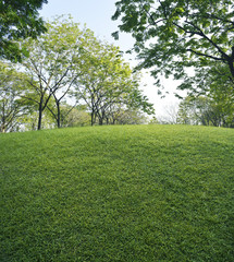 Green grass field with green fresh tree in public park, nature b