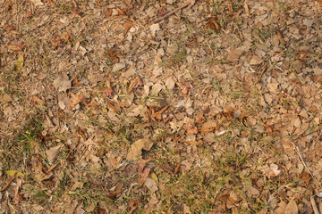 dry leaf background