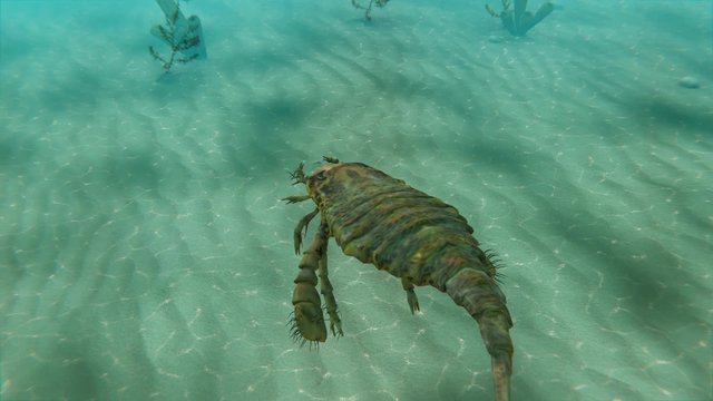 An animation swimming along with Eurypterus in the sea . Eurypterids are related to arachnids and include the largest known arthropods to have ever lived (460 to 248 million years ago).