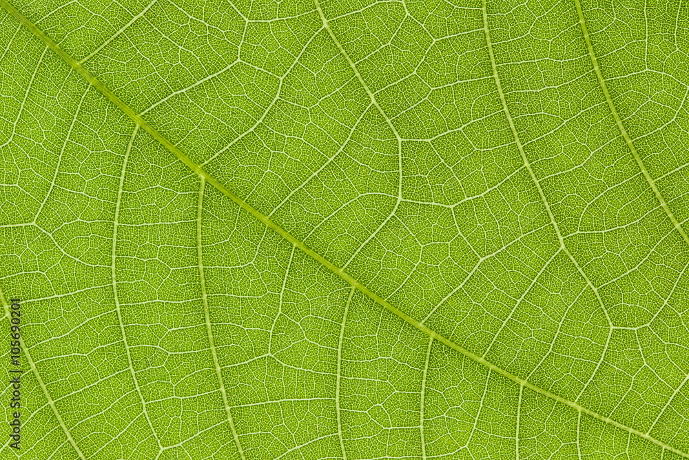 Poster Green leaf texture for pattern and background