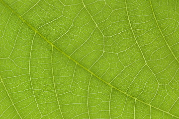 Green leaf texture for pattern and background