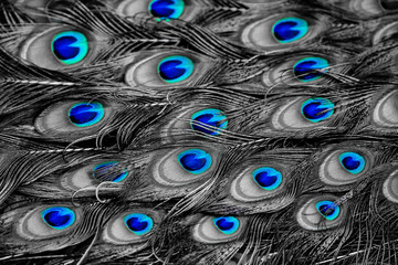 peacock feather