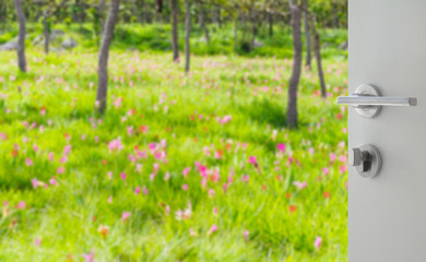 opened white door to blurred pink siam tulip field as background