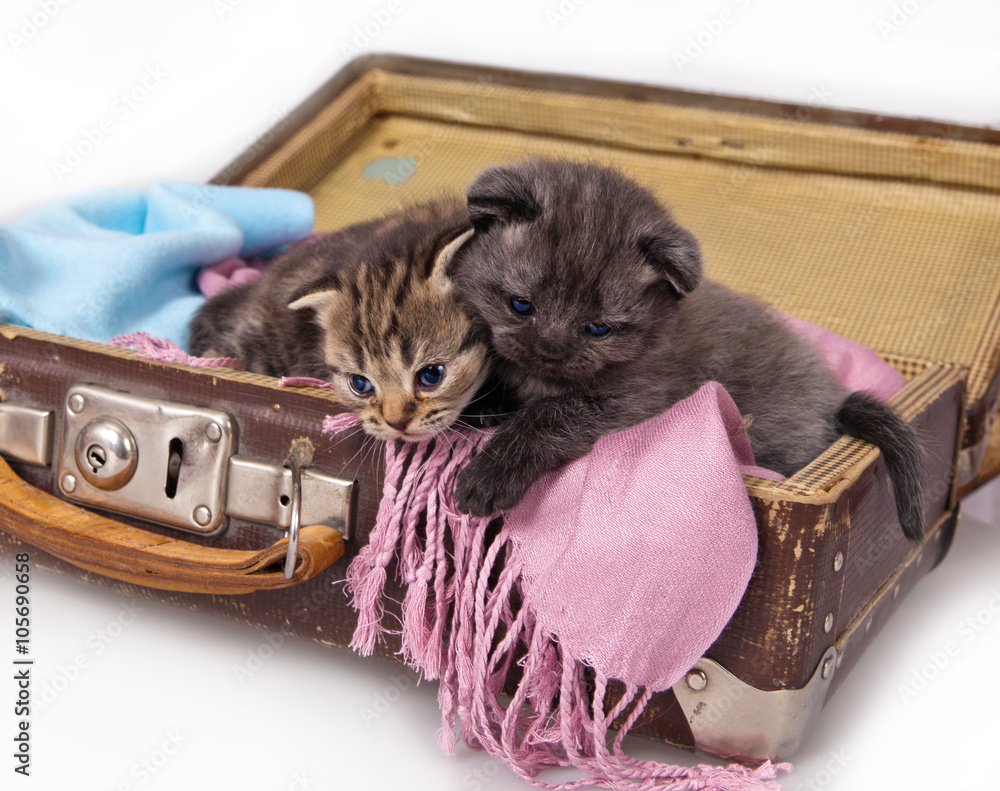 Wall mural Two kittens sitting in the old vintage suitcase