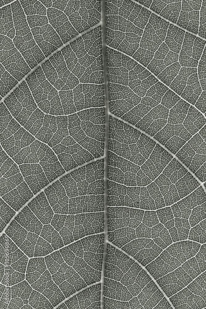Poster Leaf texture for pattern
