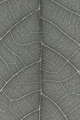 Obraz premium Leaf texture for pattern