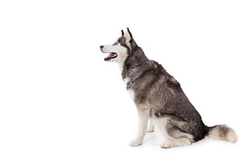 Siberien husky dog in studio