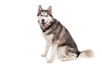 Siberien husky dog in studio