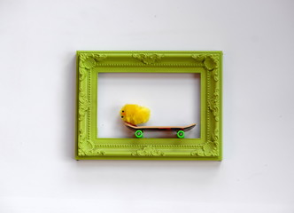 skaterchicken, chicken with a skateboard in a green frame