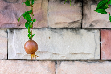 Ripe Colorful Pomegranate Fruit on Tree Branch. brick wall on background