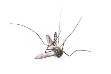 Single dead aedes isolated on white