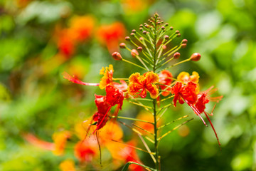 Bright red flower, selective focus. Bali island, Indonesia.