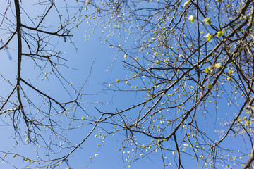 Abstract spring background. Tree branches with green buds. Clear blue sky.