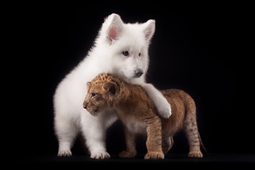 Fototapeta na wymiar little lion cub and white puppy 