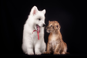Obraz premium little lion cub and white puppy 