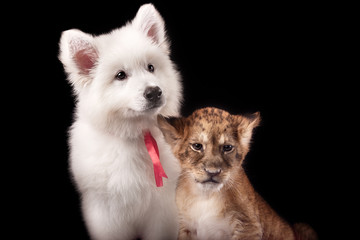 little lion cub and white puppy 