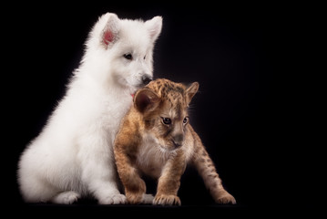Obraz premium little lion cub and white puppy 