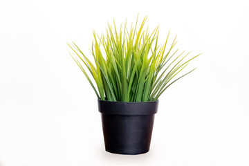tree pot of grass on white background