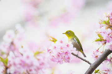 メジロと河津桜