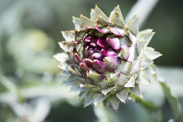 Globe artichoke head in landscape orientation
