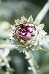 Globe artichoke head in portrait orientation