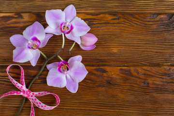 spring flowers on a wooden background