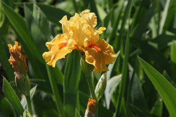 morning flower iris park