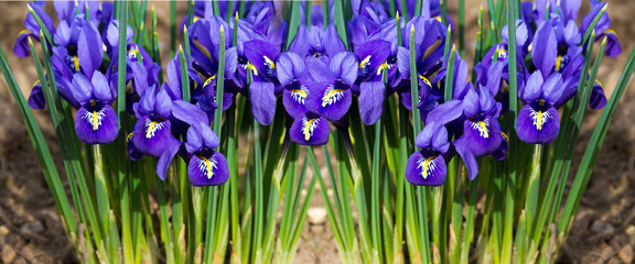 en-tête de parc d& 39 iris de fleur du matin