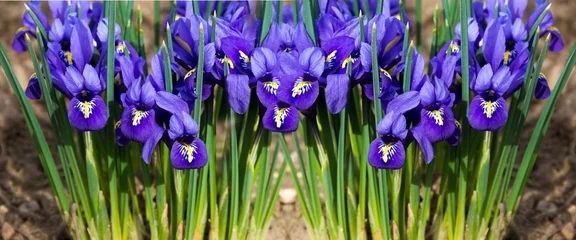 Stickers pour porte Iris en-tête de parc d& 39 iris de fleur du matin