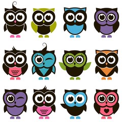 Funny colorful Owl set