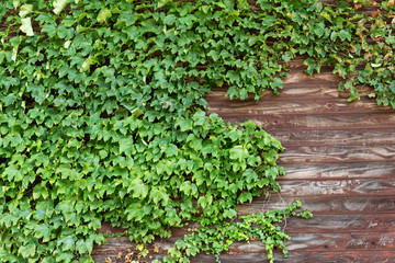 Fototapeta na wymiar Creeper plant over wooden background