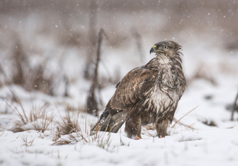 Common buzzard (Buteo buteo)