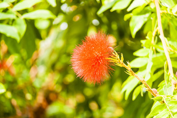 red spiky flower