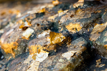 The gold leaf. For the background and textures.