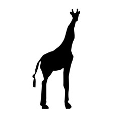 silhouette of giraffe