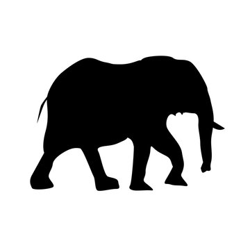 silhouette of female elephant