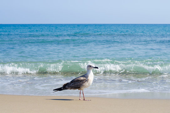 Seagull on the sandy beach