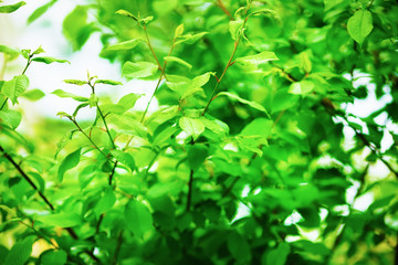 Fototapeta na wymiar Bright green leaves with soft focus and blurred background. Fresh green foliage. Very shallow depth of field. Selective focus.