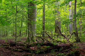 Deciduous stand in summer with broken trees